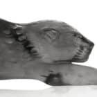 декоративна скулптура lalique zeila panther small grey